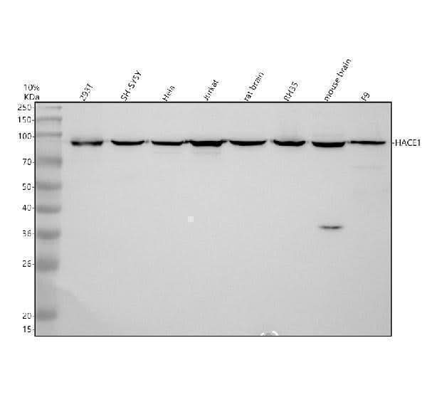 Anti-HACE1 Antibody Picoband® Boster Bio