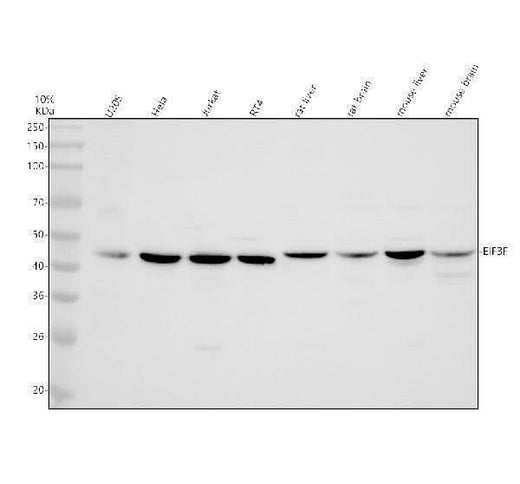 Anti-EIF3F Antibody Picoband® Boster Bio