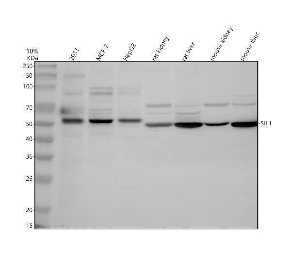 Anti-SIL1 Antibody Picoband® Boster Bio