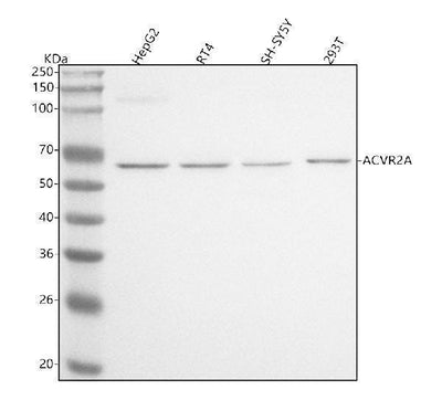 Anti-ACVR2A Antibody Picoband® Boster Bio