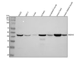 Anti-HADHB Antibody Picoband® Boster Bio