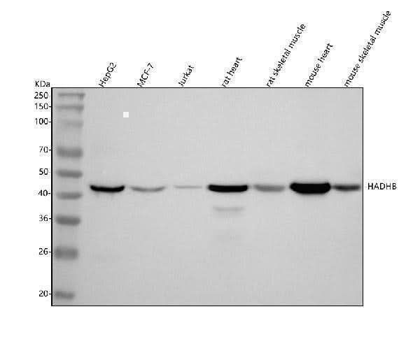 Anti-HADHB Antibody Picoband® Boster Bio