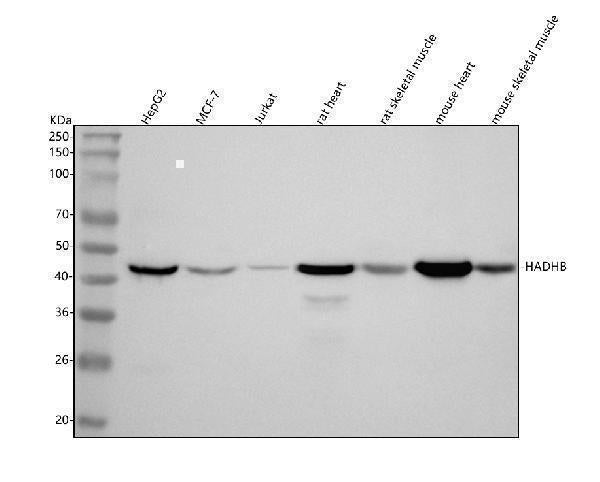 Anti-HADHB Antibody Picoband® Boster Bio