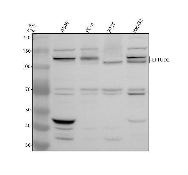 Anti-EFTUD2 Antibody Picoband® Boster Bio