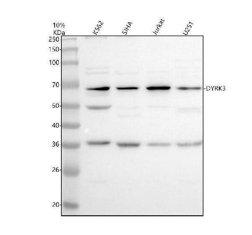 Anti-DNAJB5 Antibody Picoband® Boster Bio