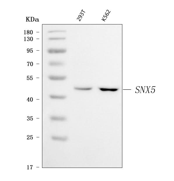 Anti-SNX5 Antibody Picoband® Boster Bio