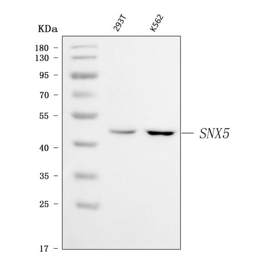 Anti-SNX5 Antibody Picoband® Boster Bio