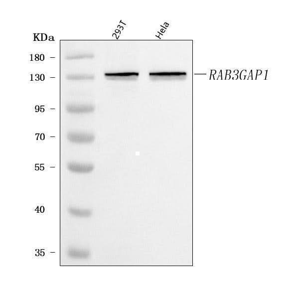 Anti-RAB3GAP1 Antibody Picoband® Boster Bio