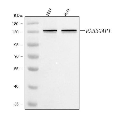 Anti-RAB3GAP1 Antibody Picoband® Boster Bio