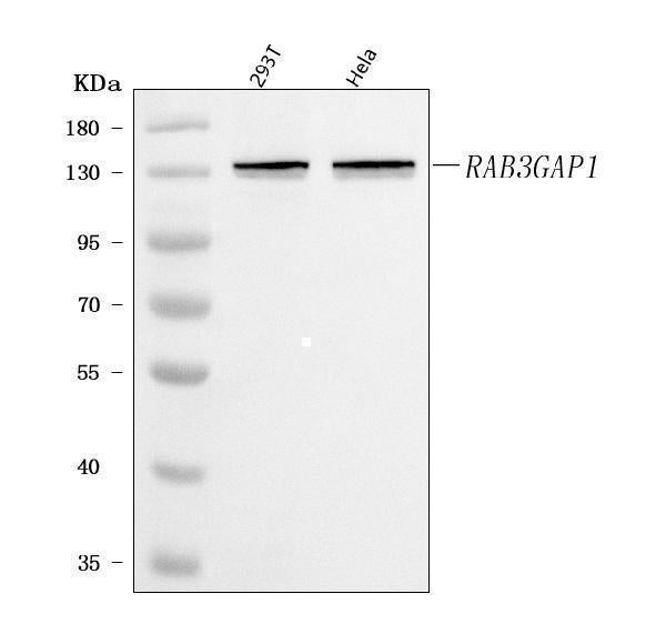 Anti-RAB3GAP1 Antibody Picoband® Boster Bio