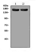 Anti-MED14 Antibody Picoband® Boster Bio