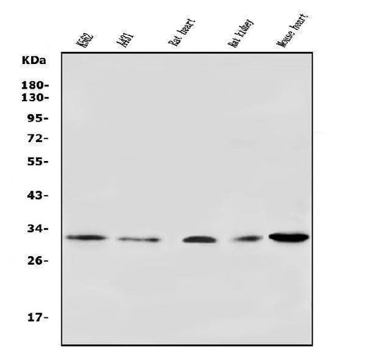 Anti-VDAC3 Antibody Picoband® Boster Bio