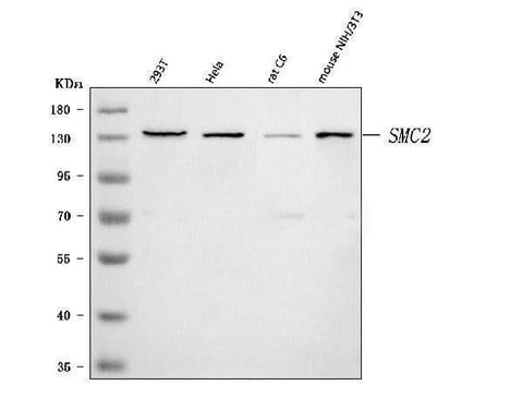 Anti-SMC2 Antibody Picoband® Boster Bio