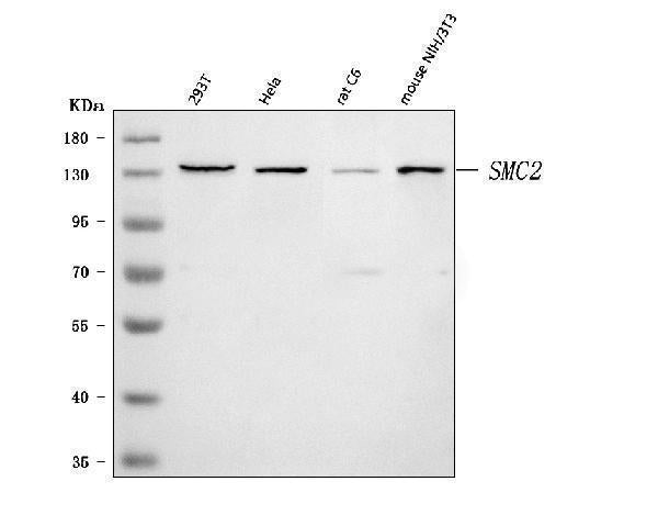 Anti-SMC2 Antibody Picoband® Boster Bio