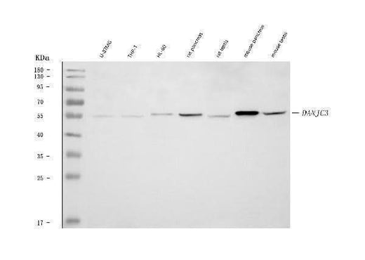 Anti-DNAJC3 Antibody Picoband® Boster Bio