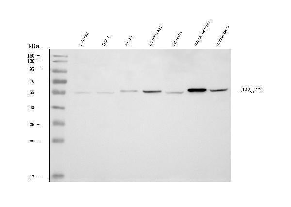 Anti-DNAJC3 Antibody Picoband® Boster Bio
