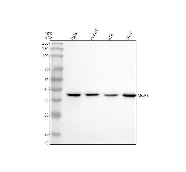 Anti-MCAT Antibody Picoband® Boster Bio