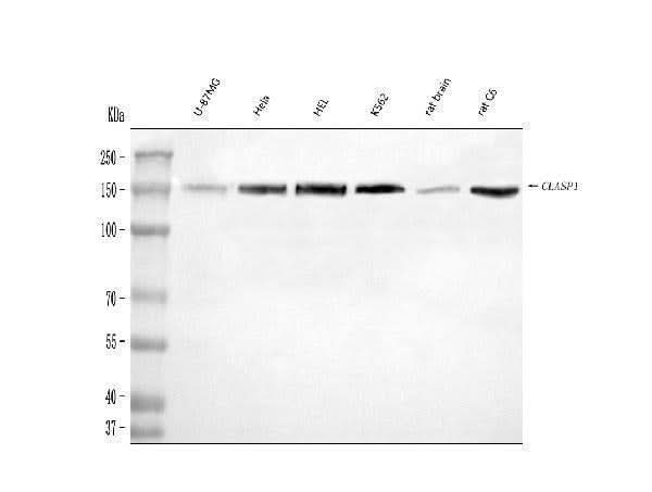 Anti-CLASP1 Antibody Picoband® Boster Bio