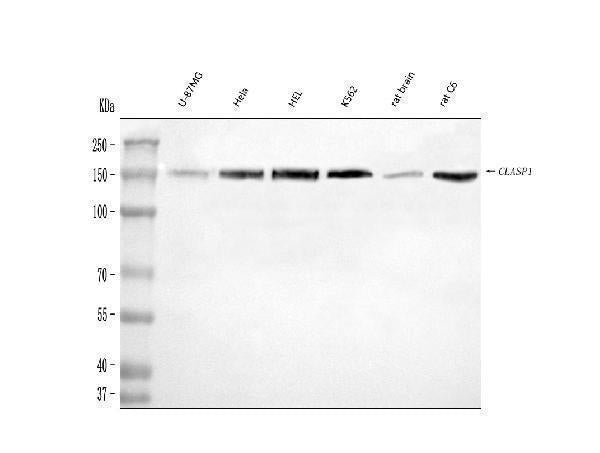 Anti-CLASP1 Antibody Picoband® Boster Bio