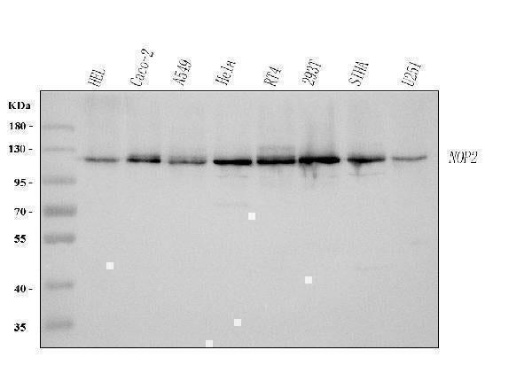 Anti-NOP2 Antibody Picoband® Boster Bio
