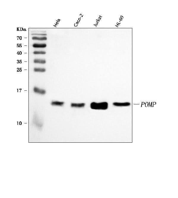 Anti-POMP Antibody Picoband® Boster Bio