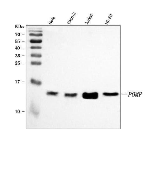 Anti-POMP Antibody Picoband® Boster Bio