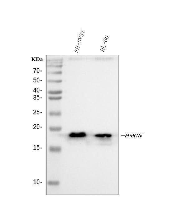 Anti-HMGN2 Antibody Picoband® Boster Bio