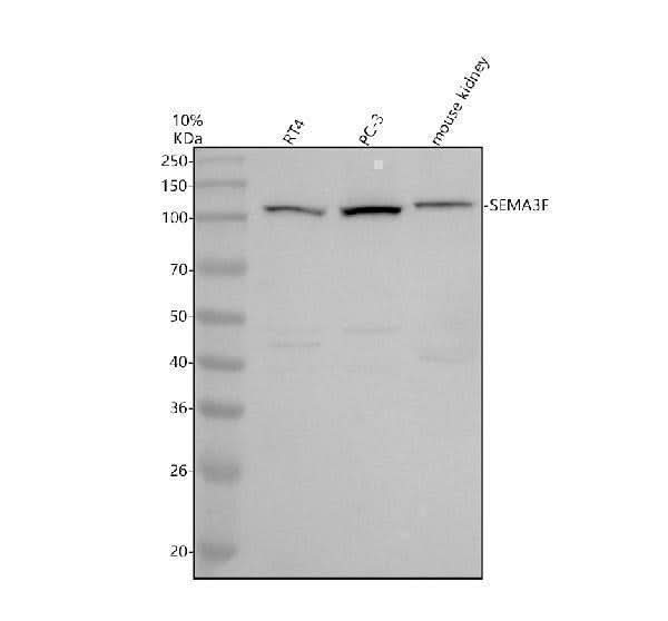 Anti-SEMA3F Antibody Picoband® Boster Bio