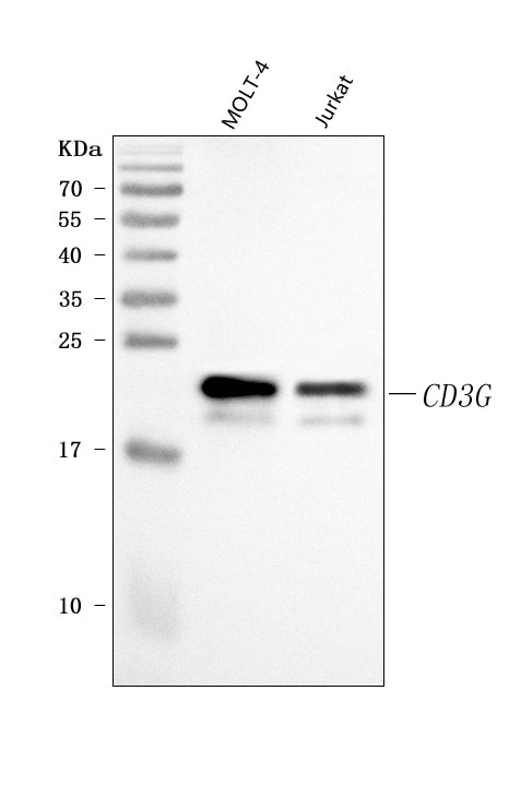 Anti-CD3 Gamma/CD3G Antibody Picoband® Boster Bio