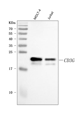 Anti-CD3 Gamma/CD3G Antibody Picoband® Boster Bio