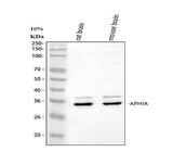 Anti-APH1A Antibody Picoband® Boster Bio