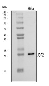 Anti-JDP2 Antibody Picoband® Boster Bio