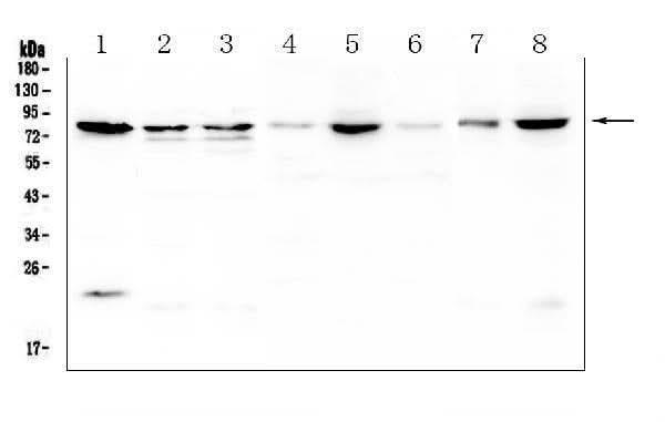Anti-POMT2 Antibody Picoband® Boster Bio