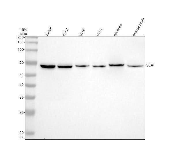 Anti-SCAI Antibody Picoband® Boster Bio