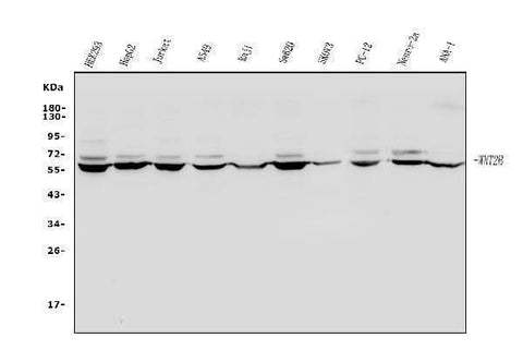 Anti-Wnt2b Antibody Picoband® Boster Bio