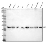 Anti-CNOT7 Antibody Picoband® Boster Bio