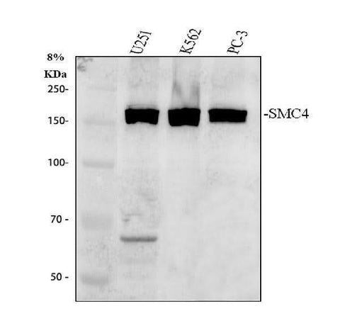 Anti-SMC4 Antibody Picoband® Boster Bio