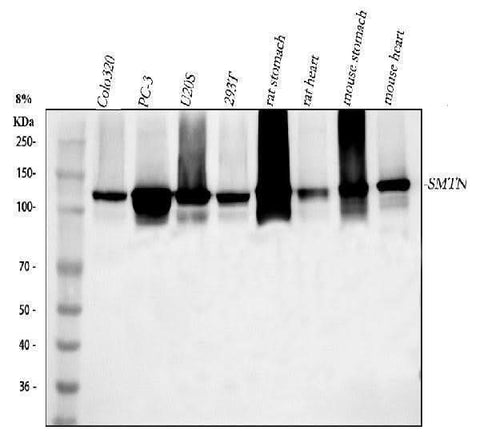 Anti-SMTN Antibody Picoband® Boster Bio