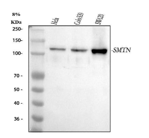 Anti-Smoothelin/SMTN Antibody Picoband® Boster Bio