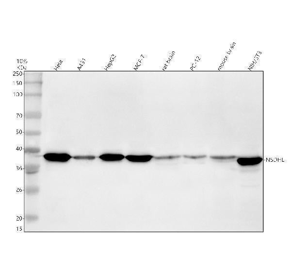 Anti-NSDHL Antibody Picoband® Boster Bio