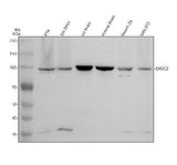 Anti-DNAJB9 Antibody Picoband® Boster Bio