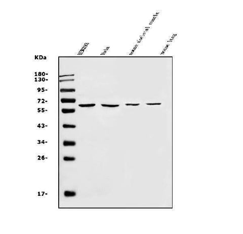 Anti-SLC22A3 Antibody Picoband® Boster Bio