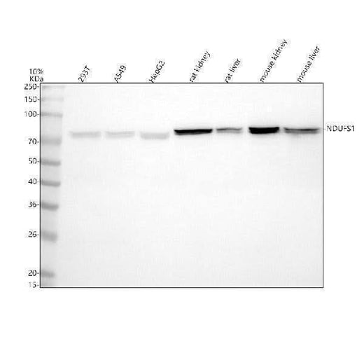 Anti-NDUFS1 Antibody Picoband® Boster Bio