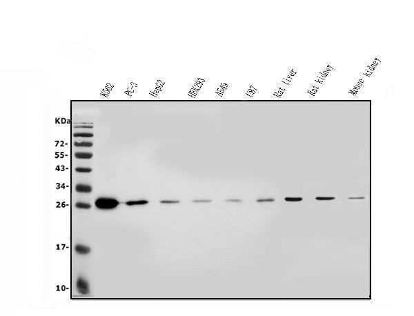 Anti-LOC134147/CMBL Antibody Picoband® Boster Bio