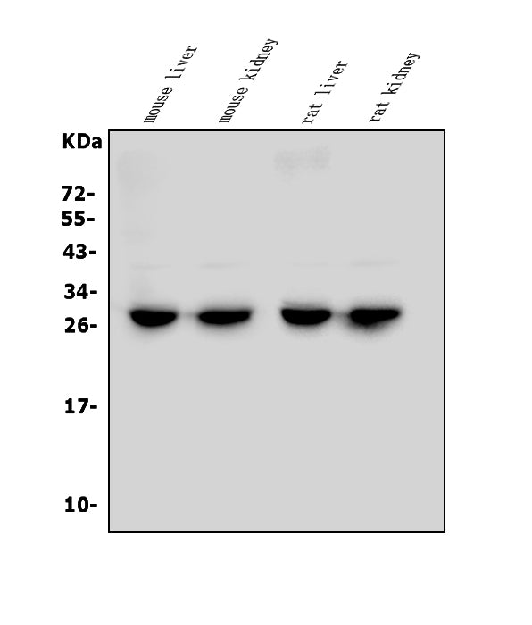 Anti-LOC134147/CMBL Antibody Picoband® Boster Bio