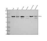 Anti-DHX36 Antibody Picoband® Boster Bio