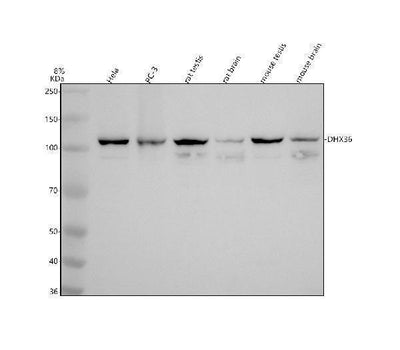 Anti-DHX36 Antibody Picoband® Boster Bio