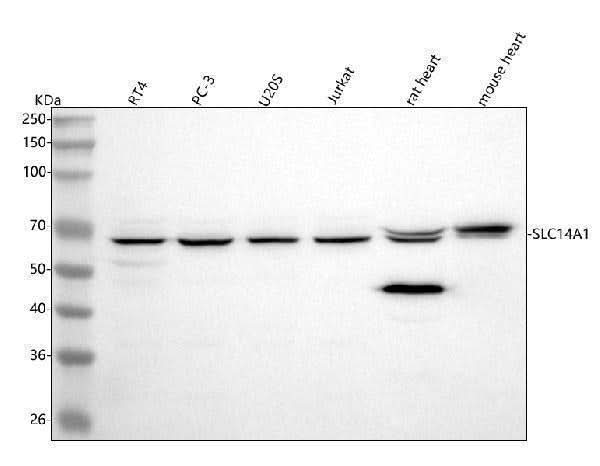 Anti-UT-B/SLC14A1 Antibody Picoband® Boster Bio