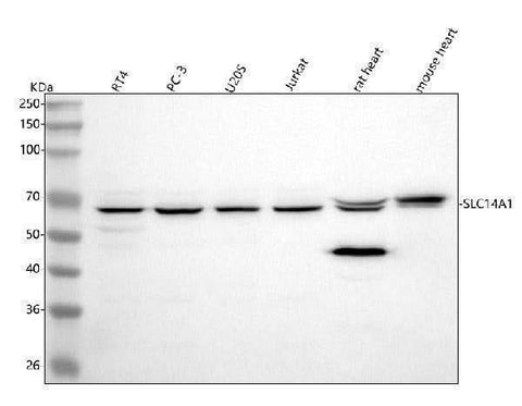 Anti-UT-B/SLC14A1 Antibody Picoband® Boster Bio