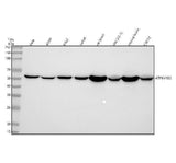 Anti-ATP6V1B2 Antibody Picoband® Boster Bio